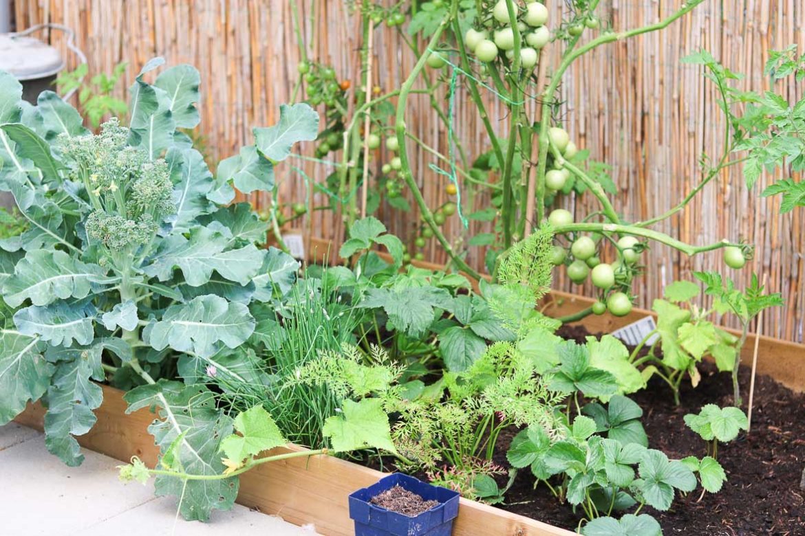 Moestuin